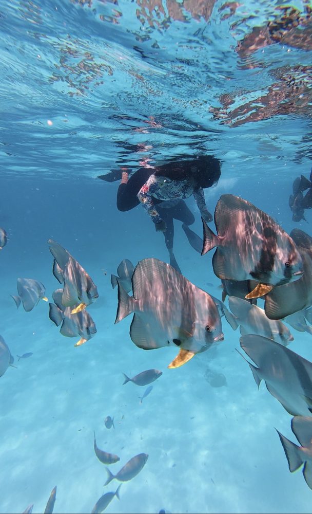 Snorkeling, Goidhoo, Maldives