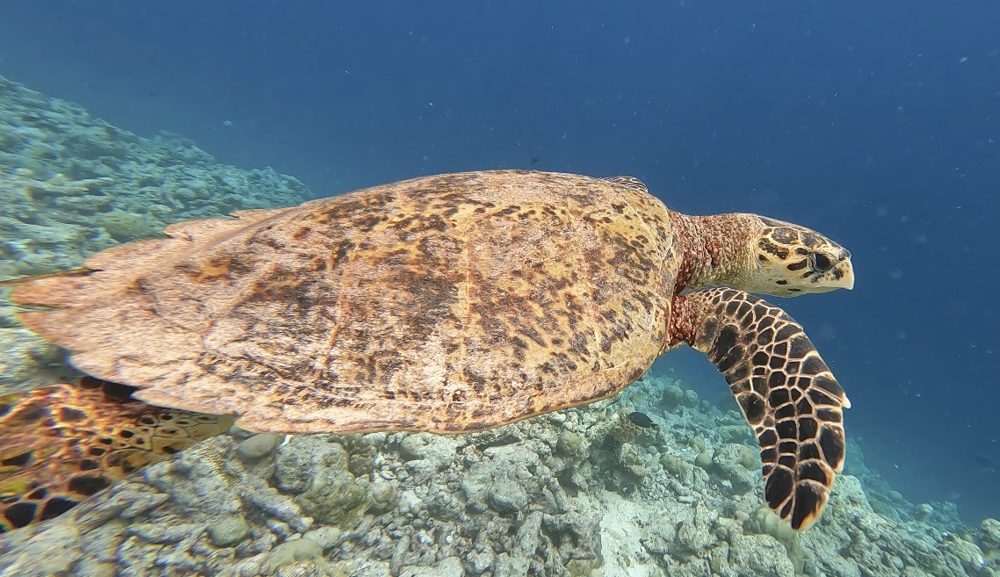 Snorkeling, Goidhoo, Maldives