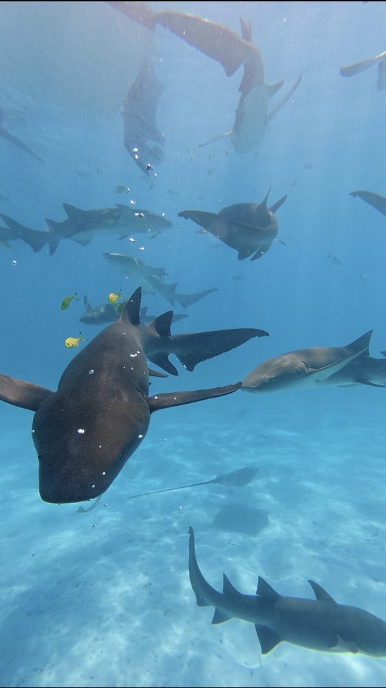 Snorkeling, Goidhoo, Maldives