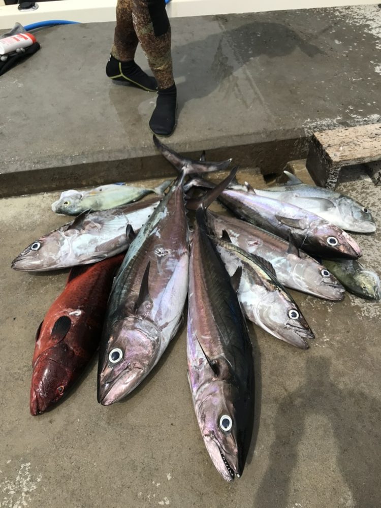 Spearfishing, Goidhoo, Maldives